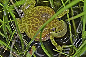 Treefrog: Barking Treefrog