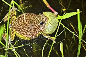 Treefrog: Barking Treefrog