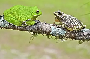 Morph: Barking Treefrog
