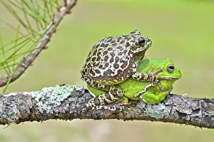 Morph: Barking Treefrog