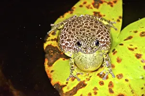 Treefrog: Barking Treefrog