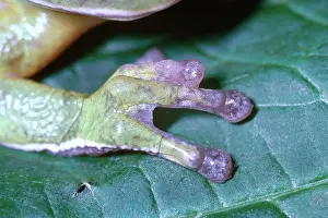 Toes: Barking Treefrog Foot