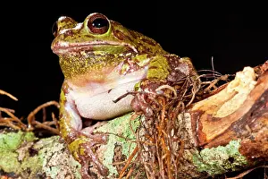 Barking: Barking Treefrog Hyla gratiosa Native to