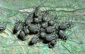 Lice: Barklice Tree Bugs