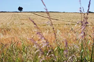 Stubble: Barley