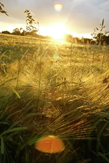 Flare: Barley