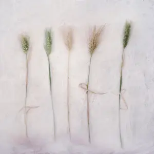 Painterly: Barley