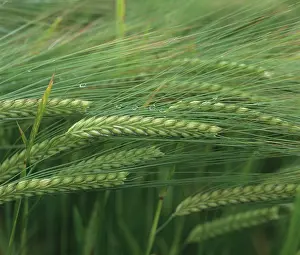 Droplets: Barley