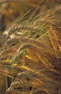 Cereals: Barley