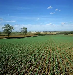 Seedlings: Barley crop