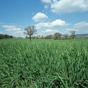 Leafless: Barley crop