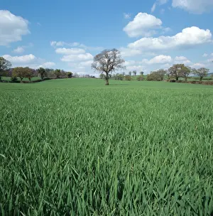 Leafless: Barley crop