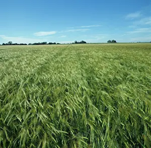 Hordeum: Barley crop
