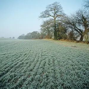 Hedgerow: Barley crop covered in frost