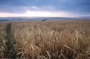 Arable: BARLEY CROP - at dusk