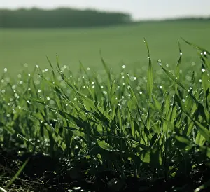 Circles: Barley crop at ground level with dew