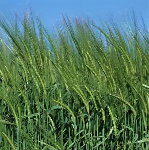 Vulgare: Barley crop (Hordeum vulgare)