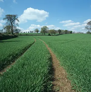 Leafless: Barley crop in spring