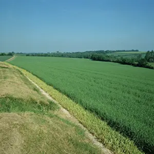 Headland: Barley crop with sterile strip headland
