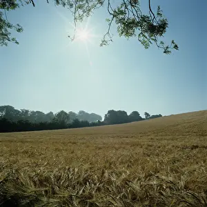 Waving: Barley crop under a summer sun