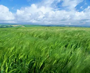 Anthony Harrison: Barley field - with blue sky & clouds