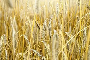Grain: Barley field in Hamburg, Germany