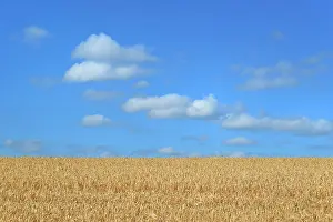 Humilis: Barley field (Hordeum vulgare) in front of blue