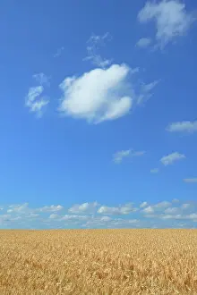 Humilis: Barley field (Hordeum vulgare) in front of blue