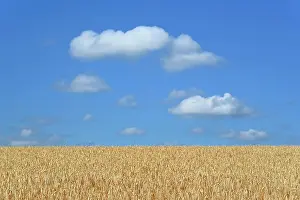 Humilis: Barley field (Hordeum vulgare) in front of blue
