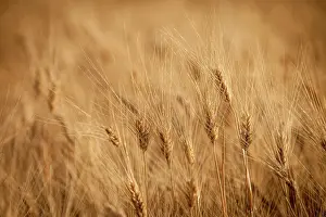 Roussillon: Barley field in Provence, France