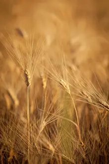 Roussillon: Barley field in Provence, France