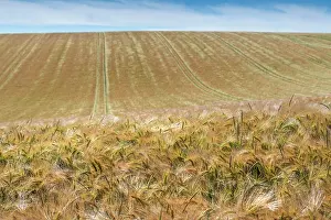 Gramineae: Barley field in summer, Pas de Calais, France