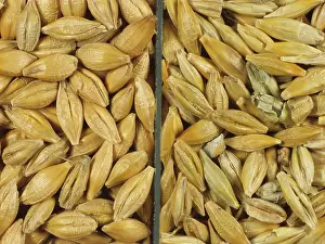 Hordeum: Barley grain from healthy and diseased crops