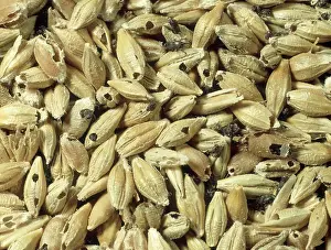 Granary: Barley grain weevil