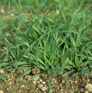 Droplets: Barley at growth stage 22