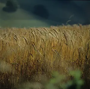 Hordeum: Barley (Hordeum vulgare)
