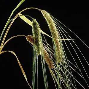 Ripening: Barley (Hordeum vulgare)