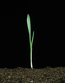 Hordeum: Barley (Hordeum vulgare) seedling