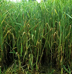 Severe: Barley leaf blotch