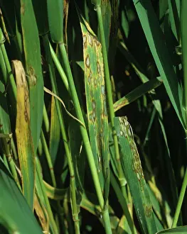 Lesions: Barley leaf blotch leaf lesions