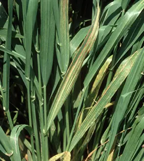 Hordeum: Barley leaf stripe