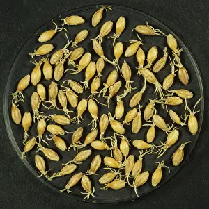 Process: Barley malting process: drying germinated seeds