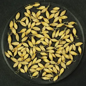 Process: Barley malting process: kilned seeds