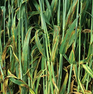 Dying: Barley Net Blotch (Pyrenophora teres)