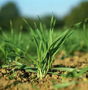 Wiltshire: Barley plants