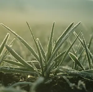 Covering: Barley plants with early morning frost