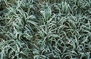 Vulgare: Barley plants with frost