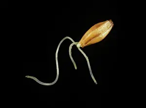 Sprouting: Barley seed developing