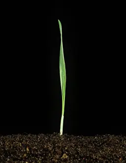 Emerge: Barley seedling