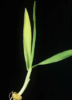 Chlorosis: Barley seedling